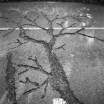 Engraved tree on road D281, ZAD, Notre-Dame des Landes, France, Sept. 2014.